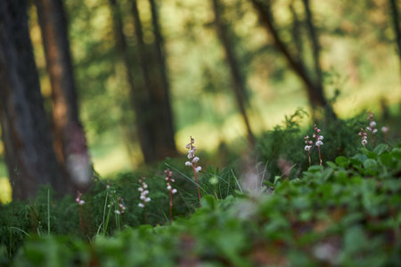 Hiking in the mountains. Rivers and mountain lakes, summer landscape of ridges and peaks. An amazing journeyの写真素材