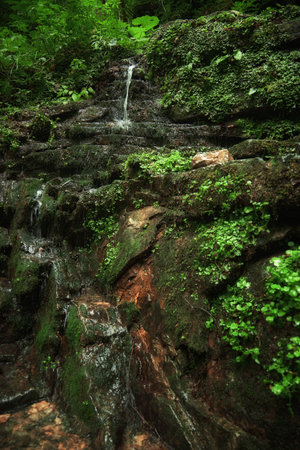 Small wild waterfall in jungle, a mountain river in forest, summer