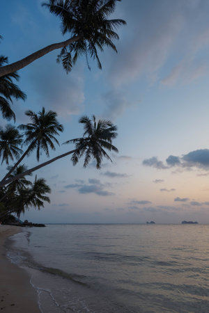 A serene beach is gently illuminated by the fading twilight, with swaying palm trees framing the edge of the water. Soft waves lap at the sandy shore, creating a peaceful atmosphere.の写真素材