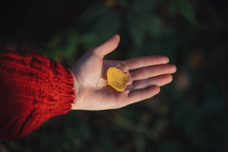 A person gently holds a vibrant yellow leaf in their palm, surrounded by rich green foliage, capturing the essence of autumn's beauty and transitions.の写真素材