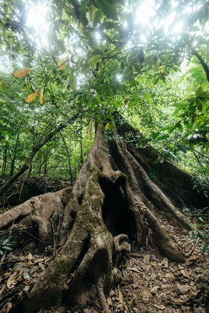 The ancient tree stands tall with thick, exposed roots winding through the forest floor. Sunlight...