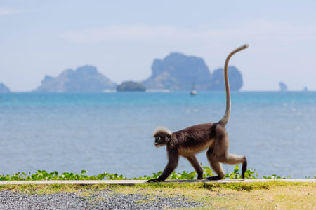 A monkey strolls past a coastal pathway, showcasing its long tail against the backdrop of an expansive ocean and distant islands under a clear sky.の写真素材