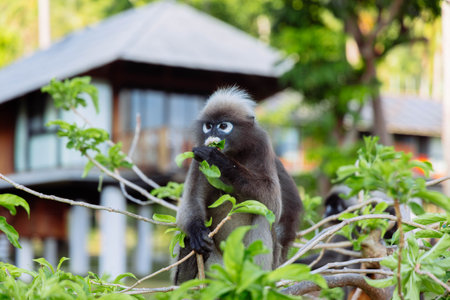 The gray langur monkey quietly forages for leaves in a vibrant green environment, surrounded by the lush tropical foliage and a modern wooden building in the background.の写真素材