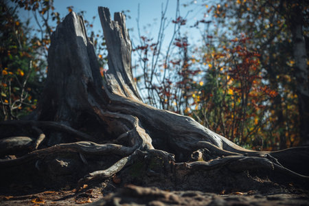 The remains of a once-mighty tree stand tall in a tranquil forest, its gnarled roots interwoven with the ground, surrounded by vibrant autumn leaves under a bright sky.の写真素材