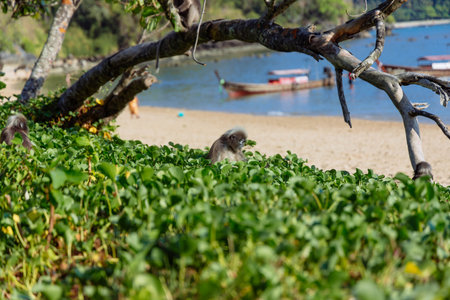 A curious monkey is seen among vibrant greenery, exploring its surroundings near a serene beach. Background features boats and clear skies, creating a picturesque coastal scene.の写真素材