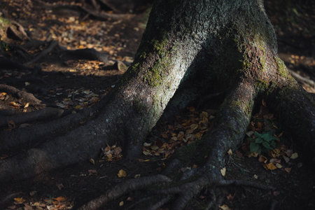 The twisted roots of an ancient tree emerge from dark soil, covered with moss, while scattered yellow and brown leaves blanket the ground in a tranquil autumn forest.の写真素材