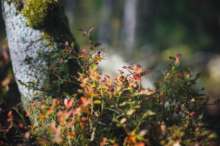 Colorful autumn leaves emerge alongside moss-covered trees in a peaceful forest setting. The sunlight filters through the foliage, creating a serene atmosphere ideal for nature walks.の写真素材