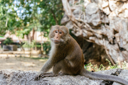 monkey is sitting on a large rock, gazing curiously into the distance. Surrounded by lush greenery...