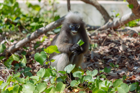 A monkey is sitting on the ground, surrounded by vibrant green plants. With attentive focus, it...