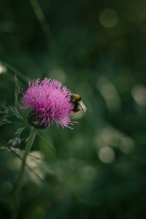 bumblebee is delicately perched on a bright purple thistle flower, gathering nectar amidst a lush...