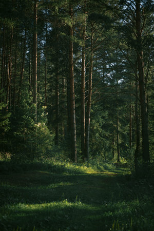 Tall pine trees form a peaceful backdrop in a forest, with soft sunlight illuminating the ground covered in lush greenery. Early morning tranquility invites exploration and reflection.の写真素材