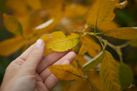 person gently holds a yellow leaf while surrounded by bright autumn foliage. warm colors create a peaceful atmosphere in an outdoor setting during the afternoon.の写真素材