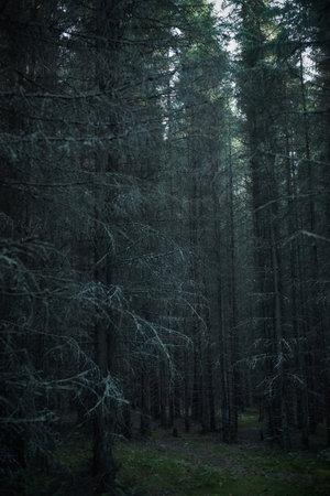 tranquil forest setting with towering trees and low light peeking through the branches. atmosphere...