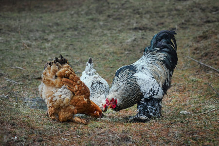 Two chickens are foraging on the ground in a grassy area. One is brown and the other is a mix of...