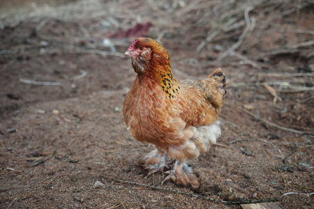 brown chicken is walking on dirt soil at a farm. area has some straw and a few small plants scattered around. It is a sunny day with no clouds visible.の写真素材
