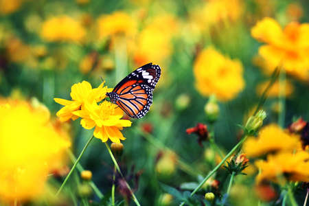 Beautiful butterfly stay in yellow flowersの写真素材
