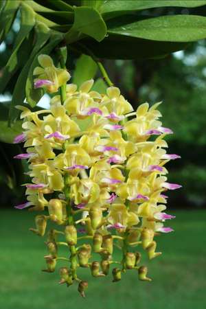 Yellow orchidの写真素材