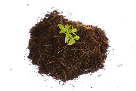 small sapling growing in a pile of dirt