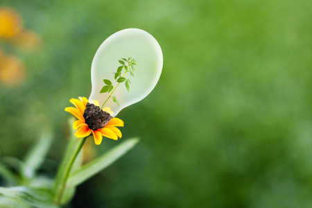 Lamp on yellow flowerの写真素材