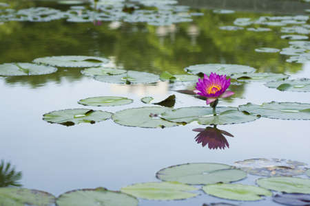 pink lotus I