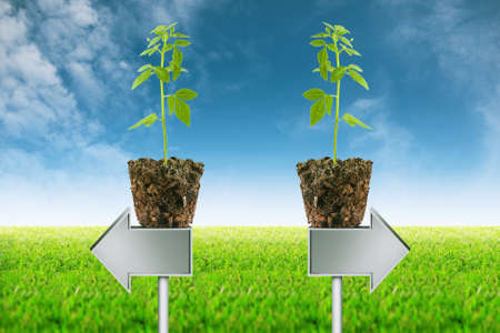	Small plant seedling and Empty signposts on view background 3