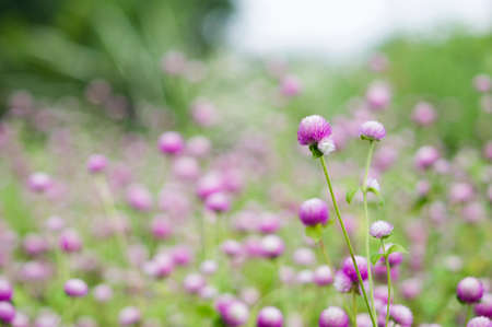 amaranth flowerの写真素材