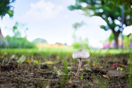Mushroomの写真素材