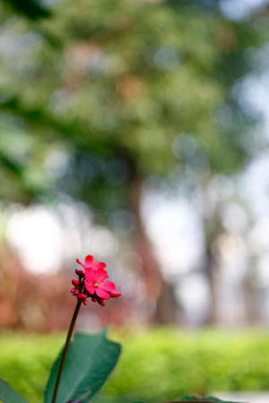 red flowerの写真素材