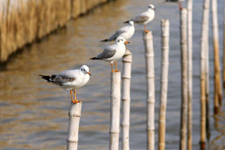 Seagulls perch on the bambooの写真素材