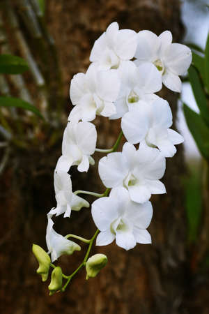 White orchidsの写真素材