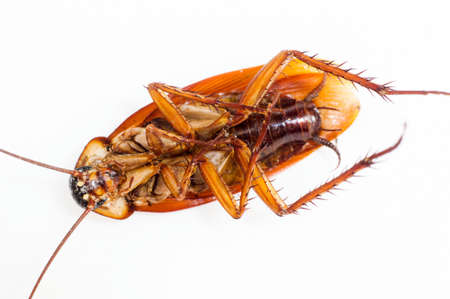 Cockroach