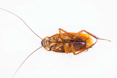 Cockroach 2