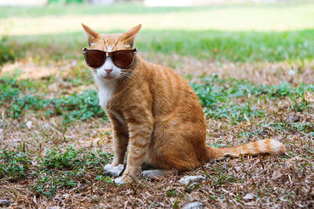 Cat and glassesの写真素材