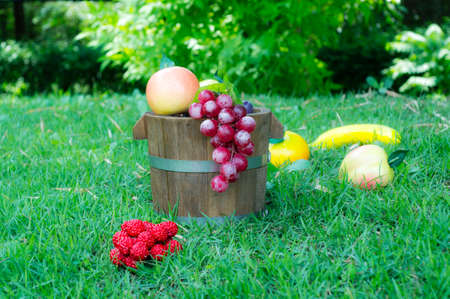 grape and oak barrelsの写真素材