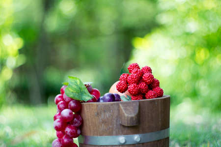 grape and oak barrels の写真素材