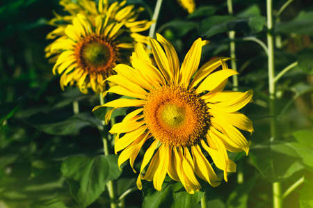 A beautiful sunflower fieldの写真素材