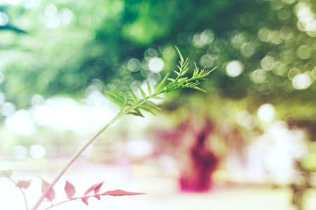 Colorful foliage in the autumn park.  vintage color styleの写真素材