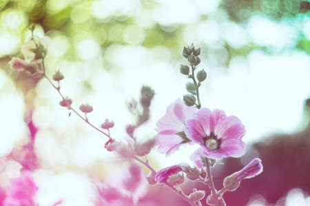 Soft focus colorful flower in the autumn park.  vintage color styleの写真素材