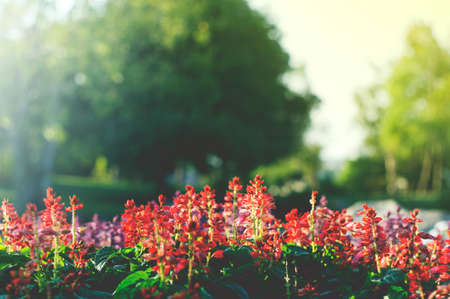 Colorful flower in the autumn park.  vintage color styleの写真素材