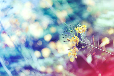 Soft focus colorful flower in the autumn park.  vintage color styleの写真素材
