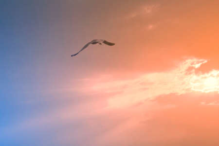 Sky with seagulls, Colorful styleの写真素材