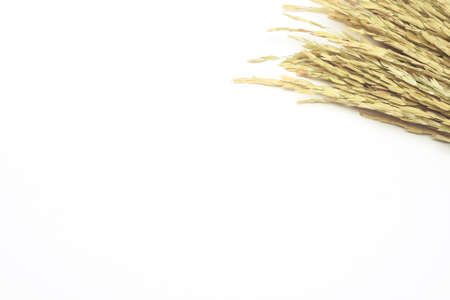 Dry grass panicles isolated on white backgroundの写真素材
