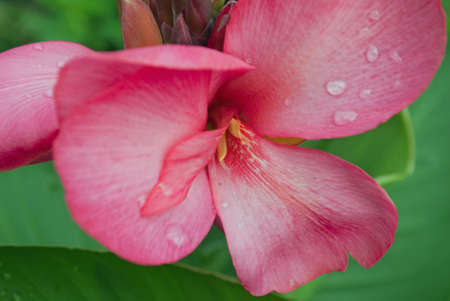 Beautiful pink cannaの写真素材