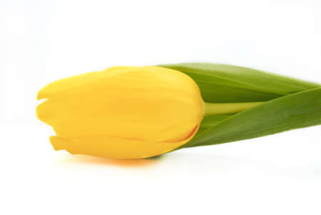 Beautiful bright yellow tulip at the white backgroundの写真素材