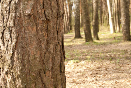 pine tree close-up and other trees at background