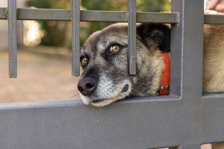 Cute Dog Looking with Joy from the Gate