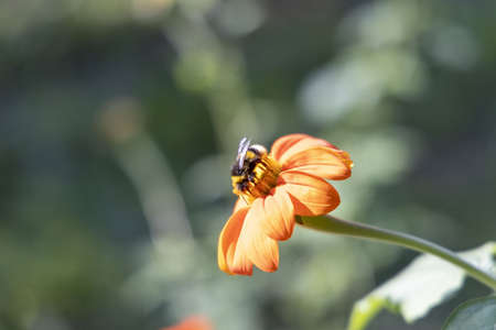 Beautiful Close Up of a Bumblebee on the Flowerの写真素材