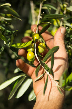 Green olives in farmer handsの写真素材