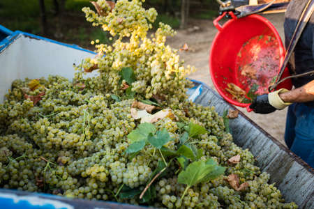 White grapes harvest in Apulia, south Italyの写真素材