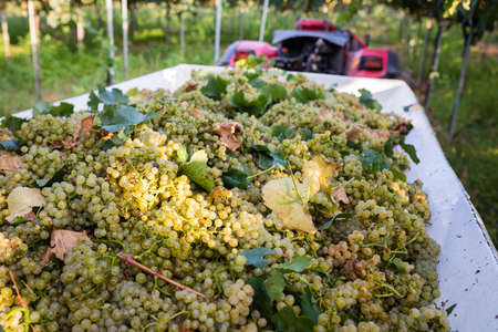 White grapes harvest in Apulia, south Italyの写真素材